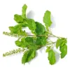 offer Tulsi Leaves